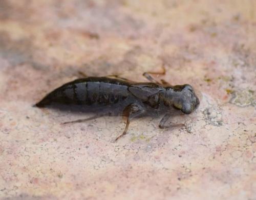 Réf. 228 713 : Aeshna sp.