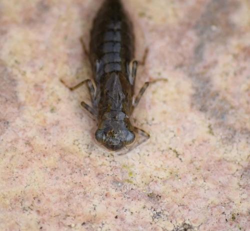 Réf. 228 714 : Aeshna sp.
