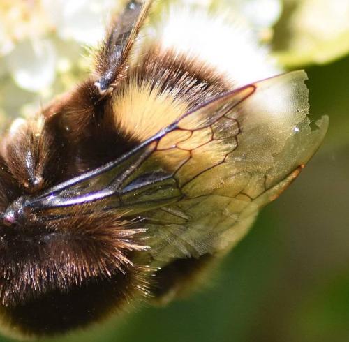 Bombus sp.