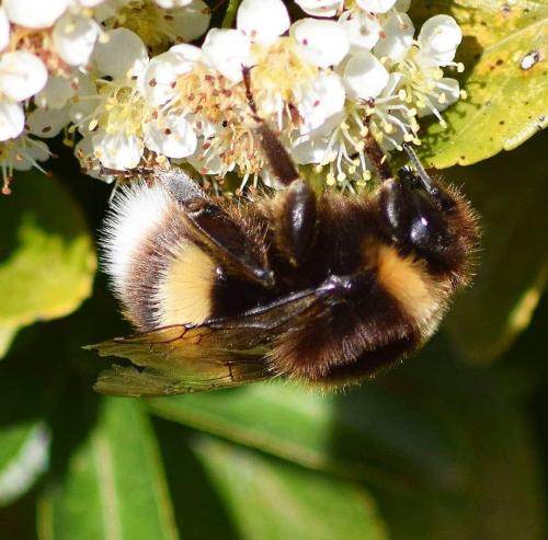 Réf. 228 891 : Bombus sp.