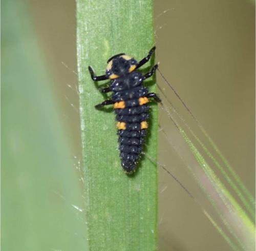 Coccinella septempunctata