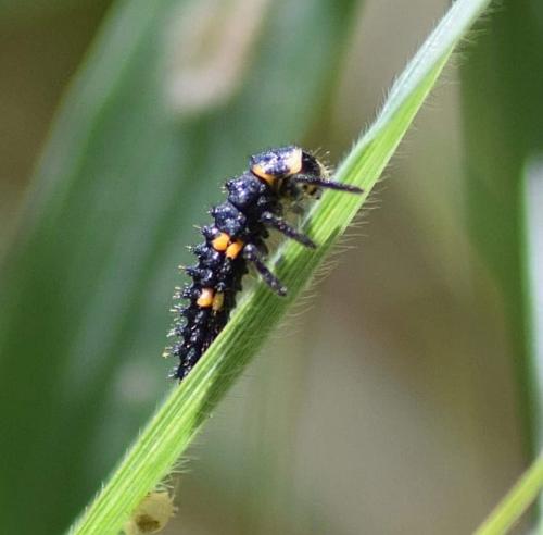 Coccinella septempunctata