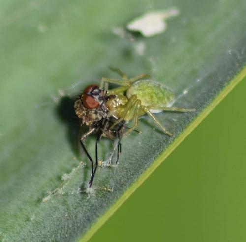 Nigma walckenaeri