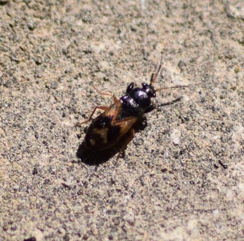 Megalonotus praetextatus