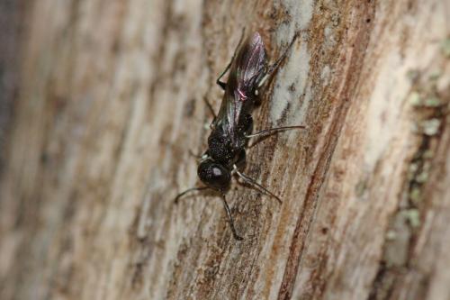 Orussus unicolor