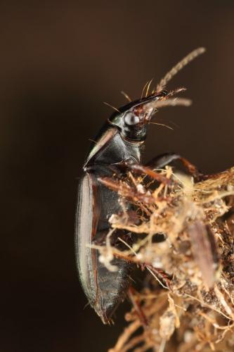 Harpalus distinguendus