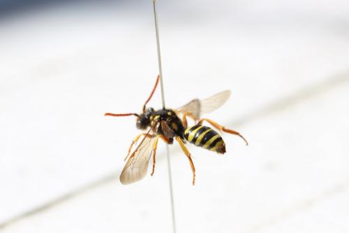 Réf. 228 265 : Nomada (goodeniana-succincta)