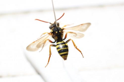 Nomada (goodeniana-succincta)