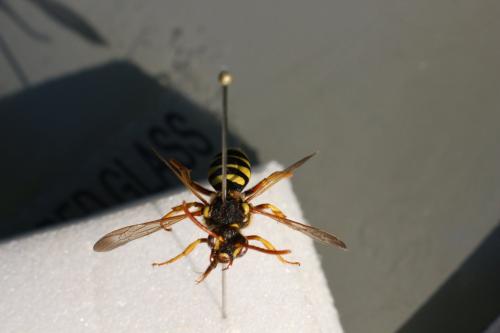 Réf. 228 277 : Nomada (goodeniana-succincta)
