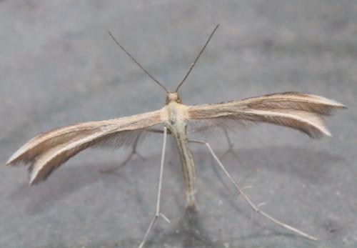 Réf. 228 457 : Merrifieldia sp.