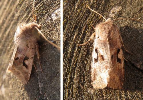 Réf. 228 134 : Orthosia gothica