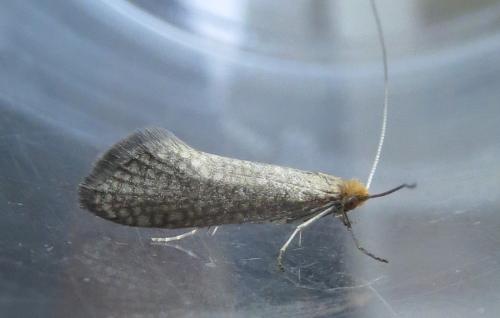 Réf. 228 928 : Nematopogon adansoniella