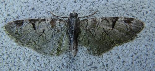 Réf. 228 949 : Eupithecia insigniata