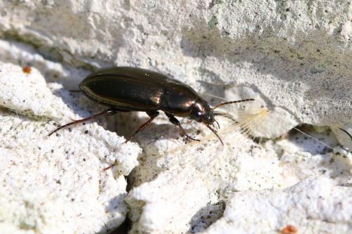 Amara aenea