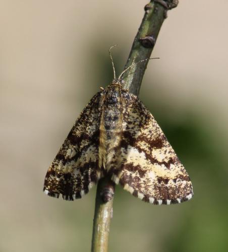 Ematurga atomaria