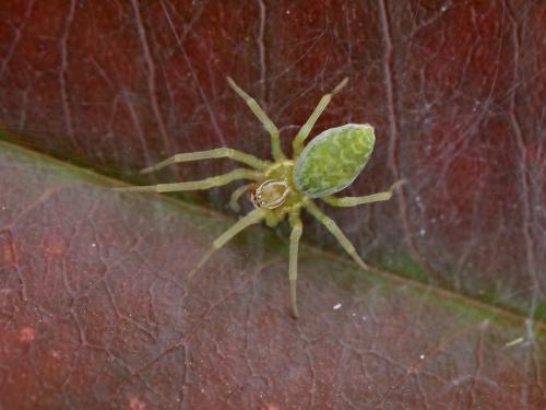 Nigma walckenaeri