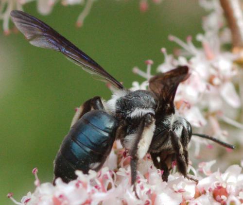 Andrena agilissima
