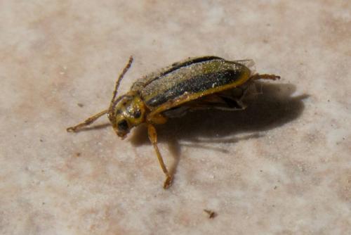 Réf. 228 414 : Xanthogaleruca luteola