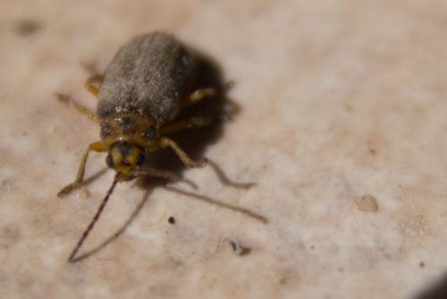 Réf. 228 415 : Xanthogaleruca luteola