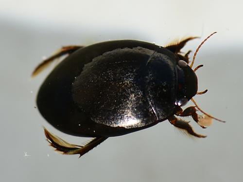Réf. 228 913 : Agabus bipustulatus