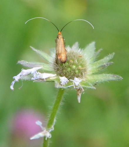 Réf. 228 338 : Nemophora metallica