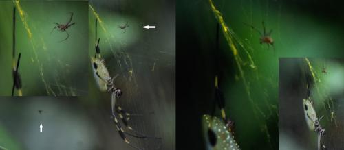 Trichonephila clavipes