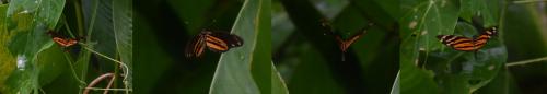 Eueides isabella