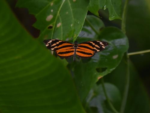 Eueides isabella