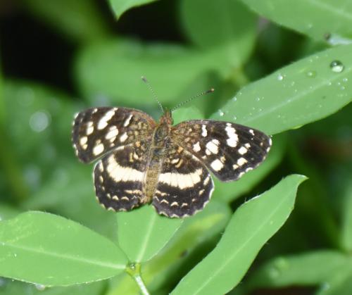 Réf. 228 989 : Anthanassa tulcis