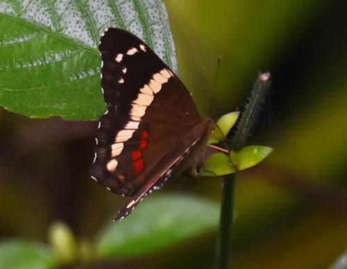 Anartia fatima