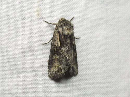 Chloantha hyperici