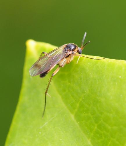 Réf. 228 131 : Leia bimaculata