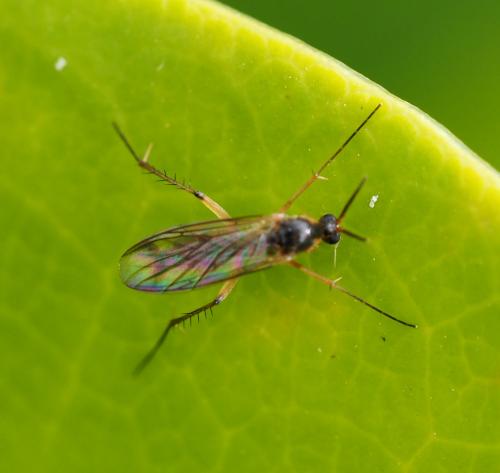 Réf. 228 144 : Leia bimaculata