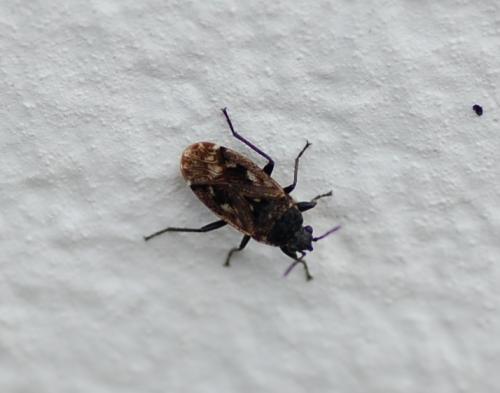 Réf. 228 135 : Sphragisticus nebulosus