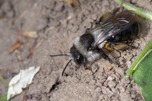 Andrena cineraria