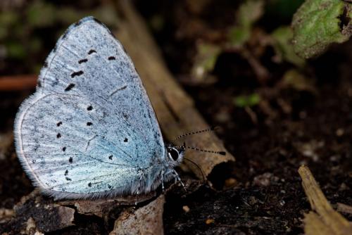 Réf. 228 658 : Celastrina argiolus