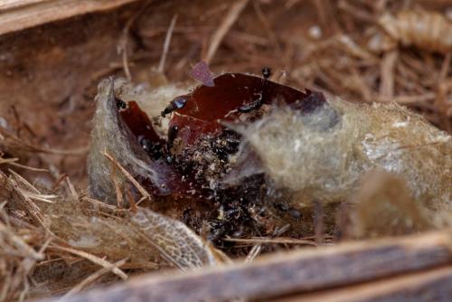 Melittobia sp.