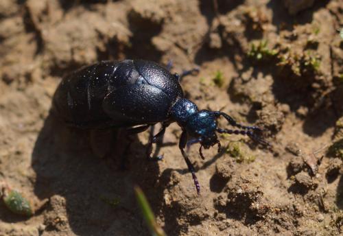 Meloe proscarabaeus