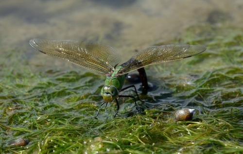 Réf. 228 209 : Anax imperator