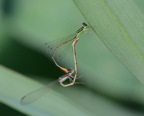 Agriocnemis exilis