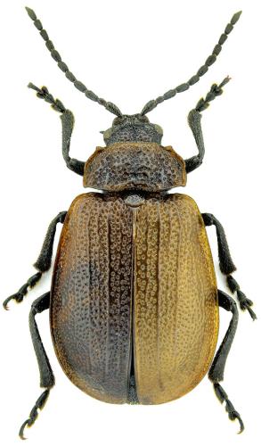 Réf. 228 182 : Galeruca sp.