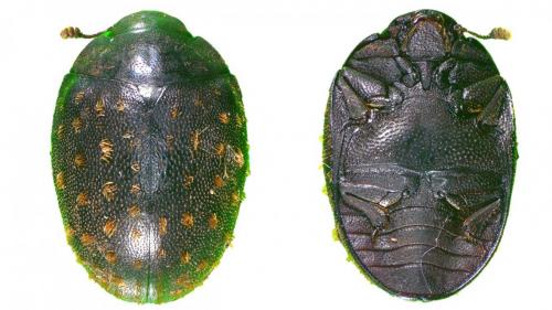 Nosodendron fasciculare