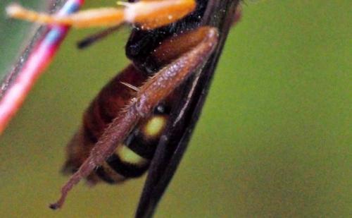 Nomada bifasciata