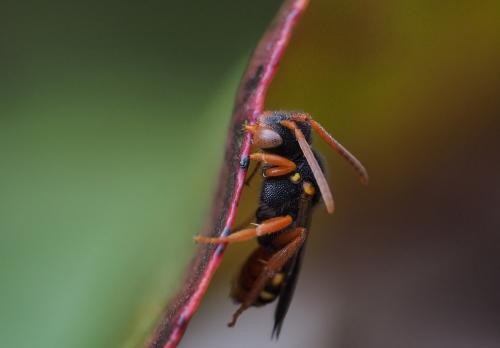 Nomada bifasciata