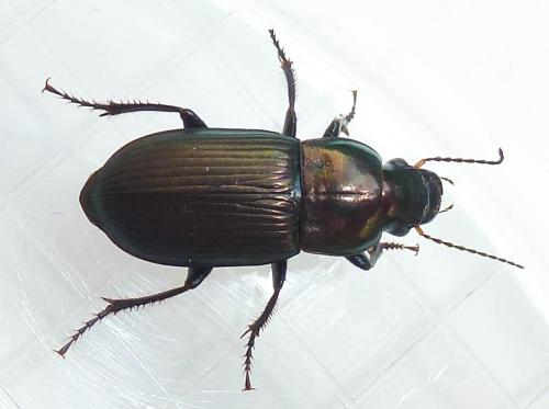 Harpalus cupreus