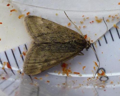Pyrausta despicata