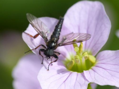 Réf. 228 407 : Bibio lanigerus