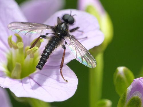 Réf. 228 408 : Bibio lanigerus