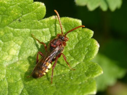 Réf. 228 241 : Nomada (flava-panzeri)