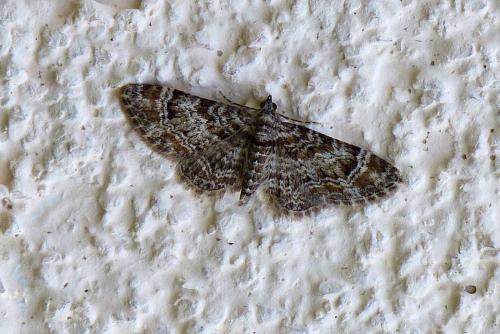 Gymnoscelis rufifasciata